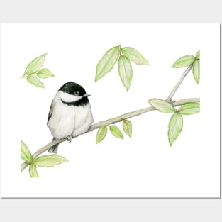 A pencil drawing of a Carolina chickadee Posters and Art